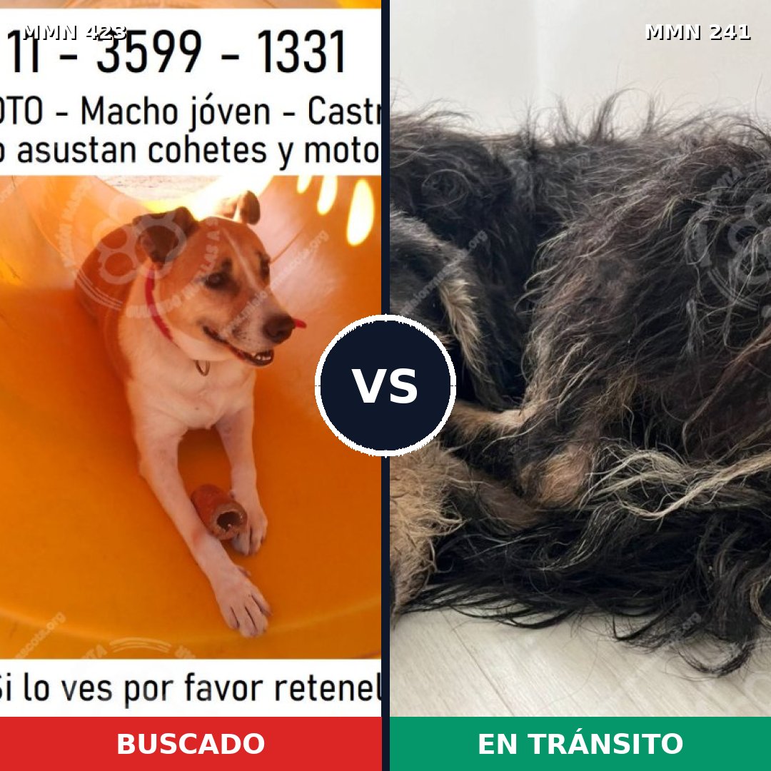 Comparativa MMS 7707: mascota perdida y mascota encontrada, 62% de similitud