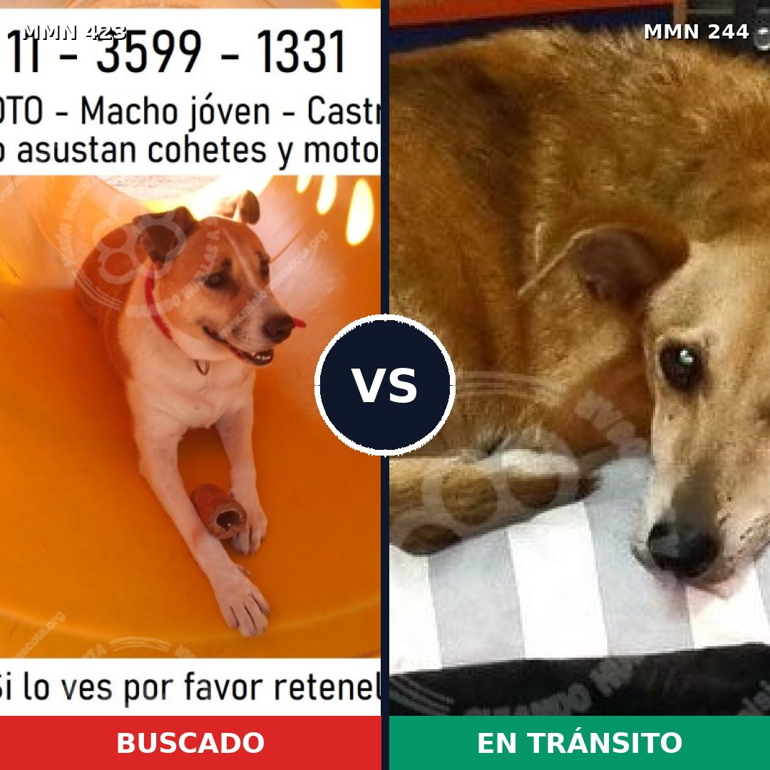 Comparativa MMS 7708: mascota perdida y mascota encontrada, 76% de similitud