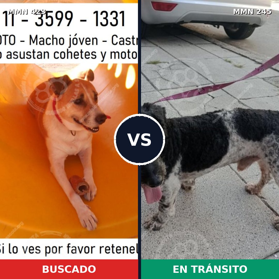Comparativa MMS 7709: mascota perdida y mascota encontrada, 79% de similitud
