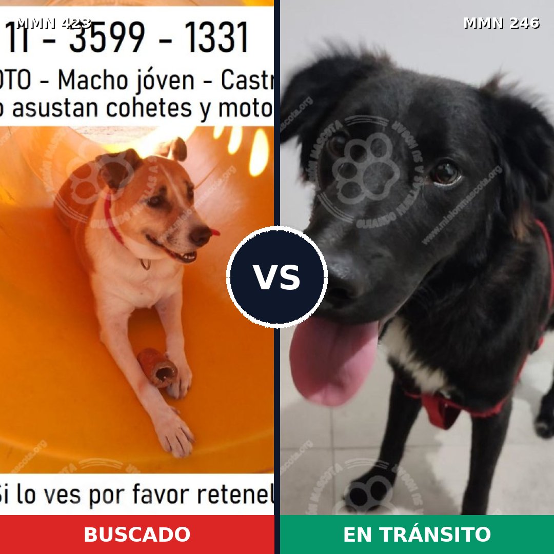 Comparativa MMS 7710: mascota perdida y mascota encontrada, 78% de similitud