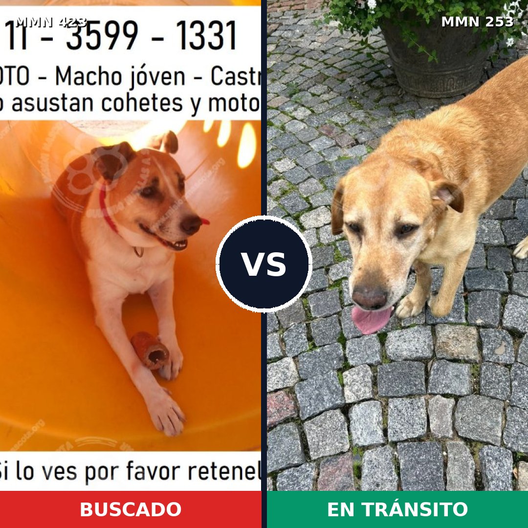 Comparativa MMS 7711: mascota perdida y mascota encontrada, 62% de similitud