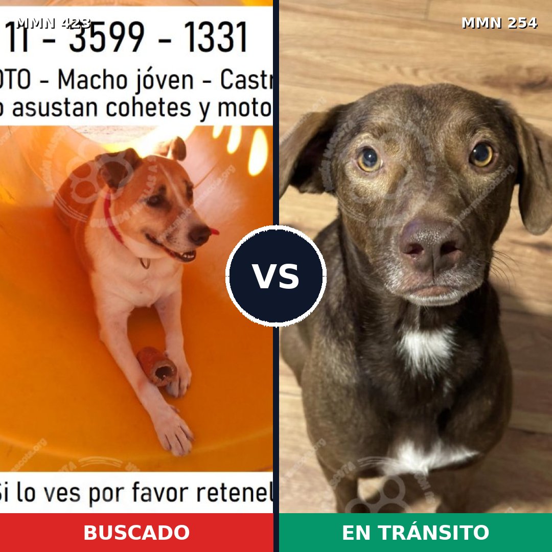 Comparativa MMS 7712: mascota perdida y mascota encontrada, 75% de similitud