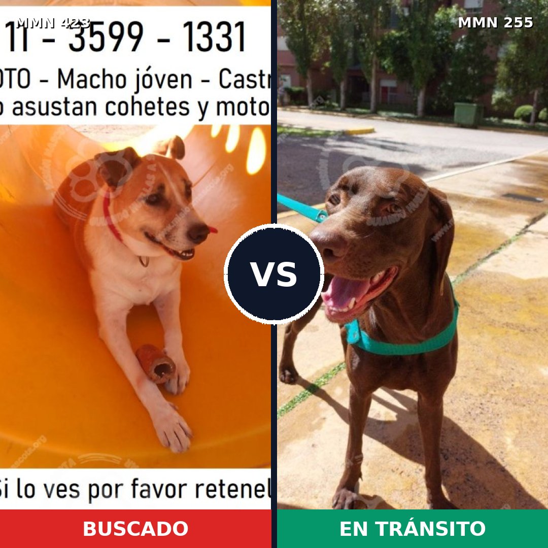 Comparativa MMS 7713: mascota perdida y mascota encontrada, 55% de similitud