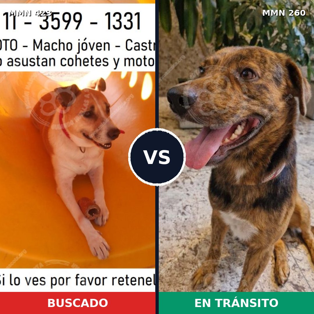 Comparativa MMS 7714: mascota perdida y mascota encontrada, 59% de similitud