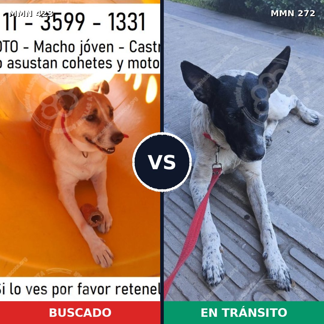 Comparativa MMS 7715: mascota perdida y mascota encontrada, 63% de similitud