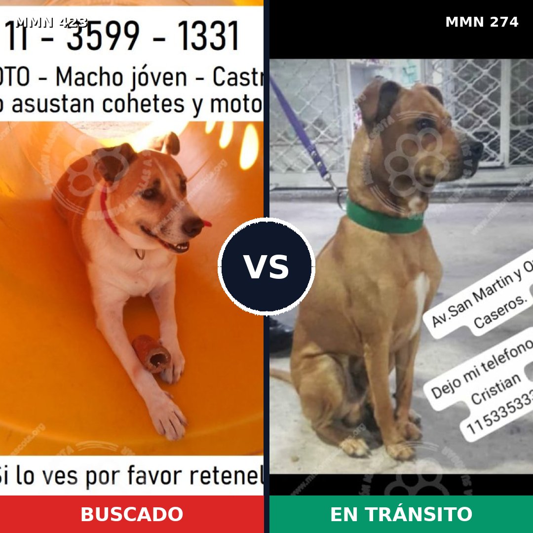 Comparativa MMS 7716: mascota perdida y mascota encontrada, 87% de similitud