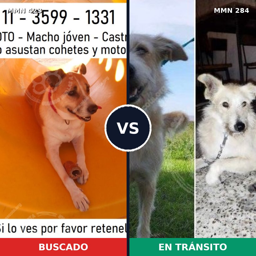 Comparativa MMS 7717: mascota perdida y mascota encontrada, 81% de similitud