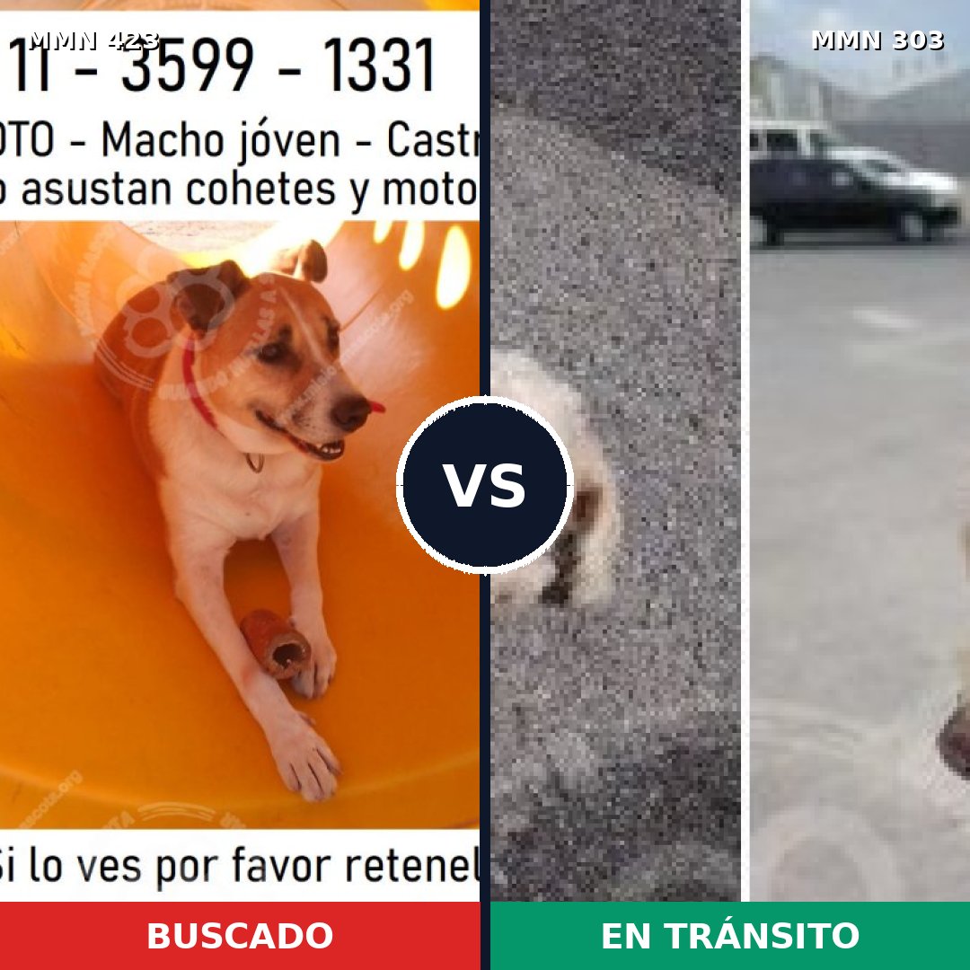 Comparativa MMS 7718: mascota perdida y mascota encontrada, 37% de similitud