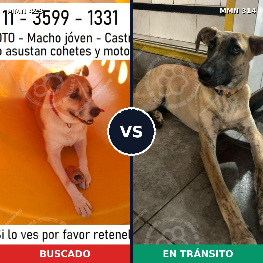Comparativa MMS 7720: mascota perdida y mascota encontrada, 72% de similitud