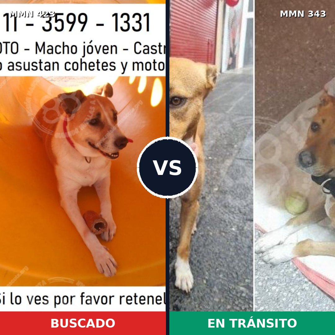 Comparativa MMS 7722: mascota perdida y mascota encontrada, 93% de similitud