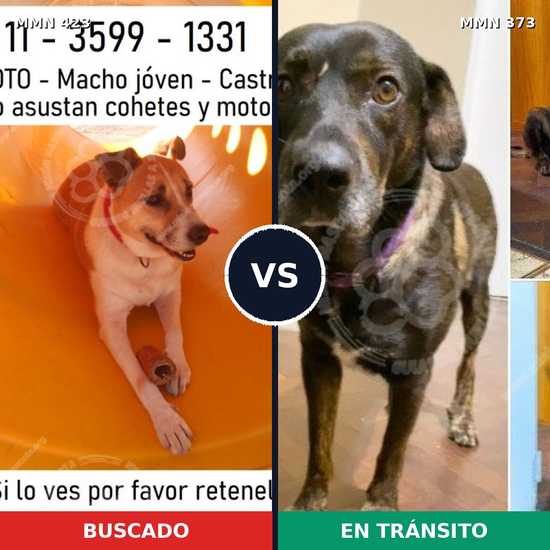Comparativa MMS 7724: mascota perdida y mascota encontrada, 75% de similitud