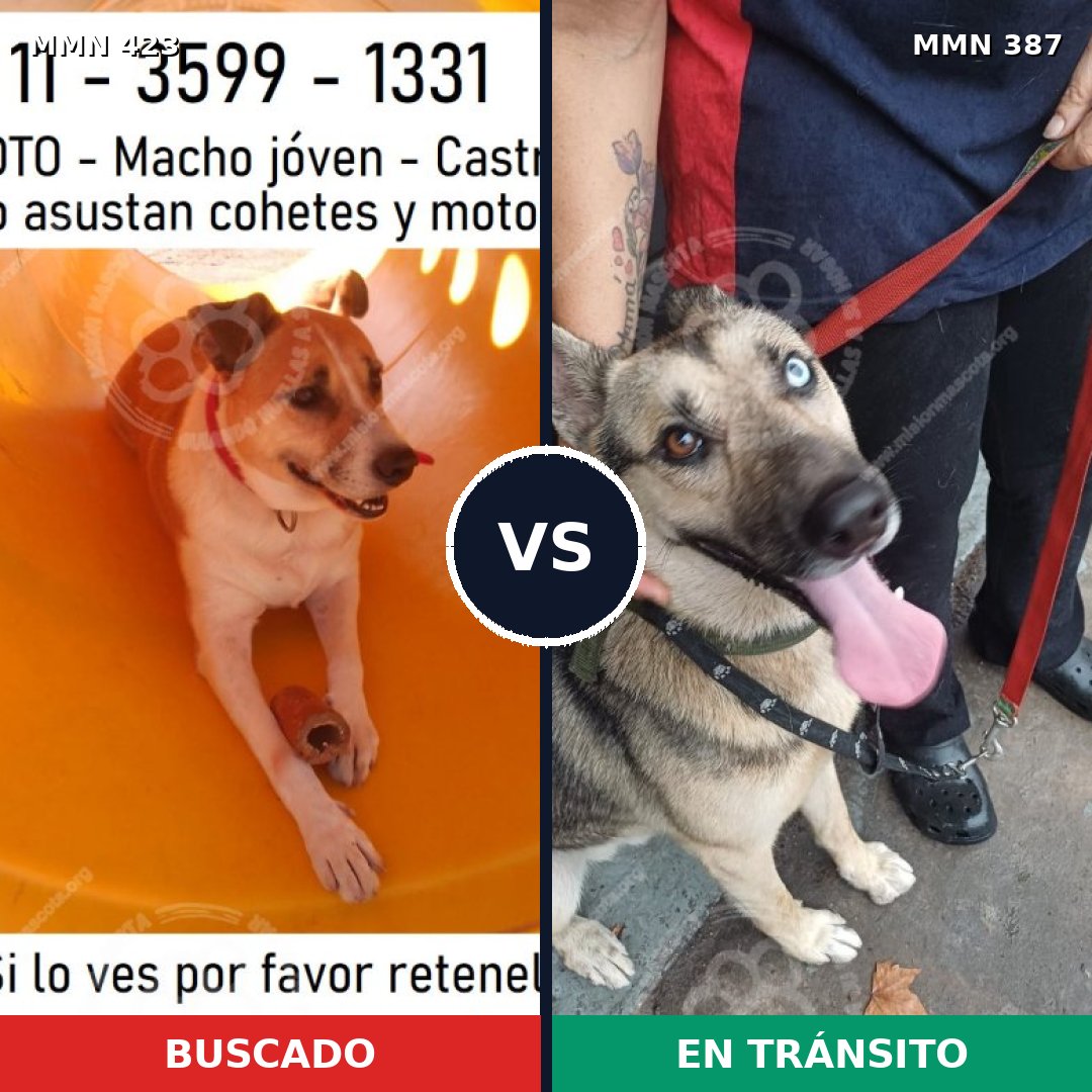 Comparativa MMS 7728: mascota perdida y mascota encontrada, 46% de similitud