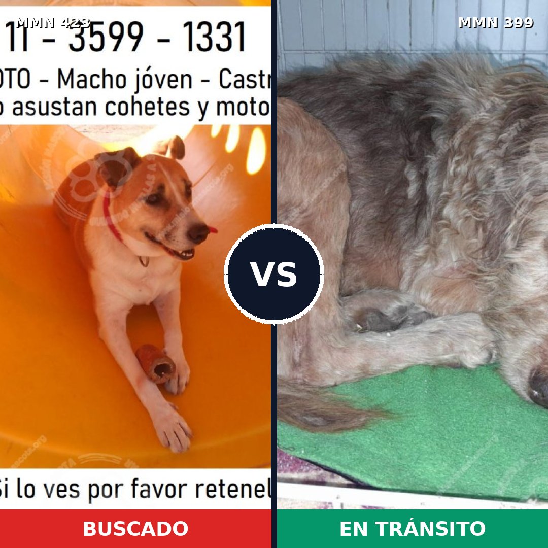 Comparativa MMS 7730: mascota perdida y mascota encontrada, 83% de similitud