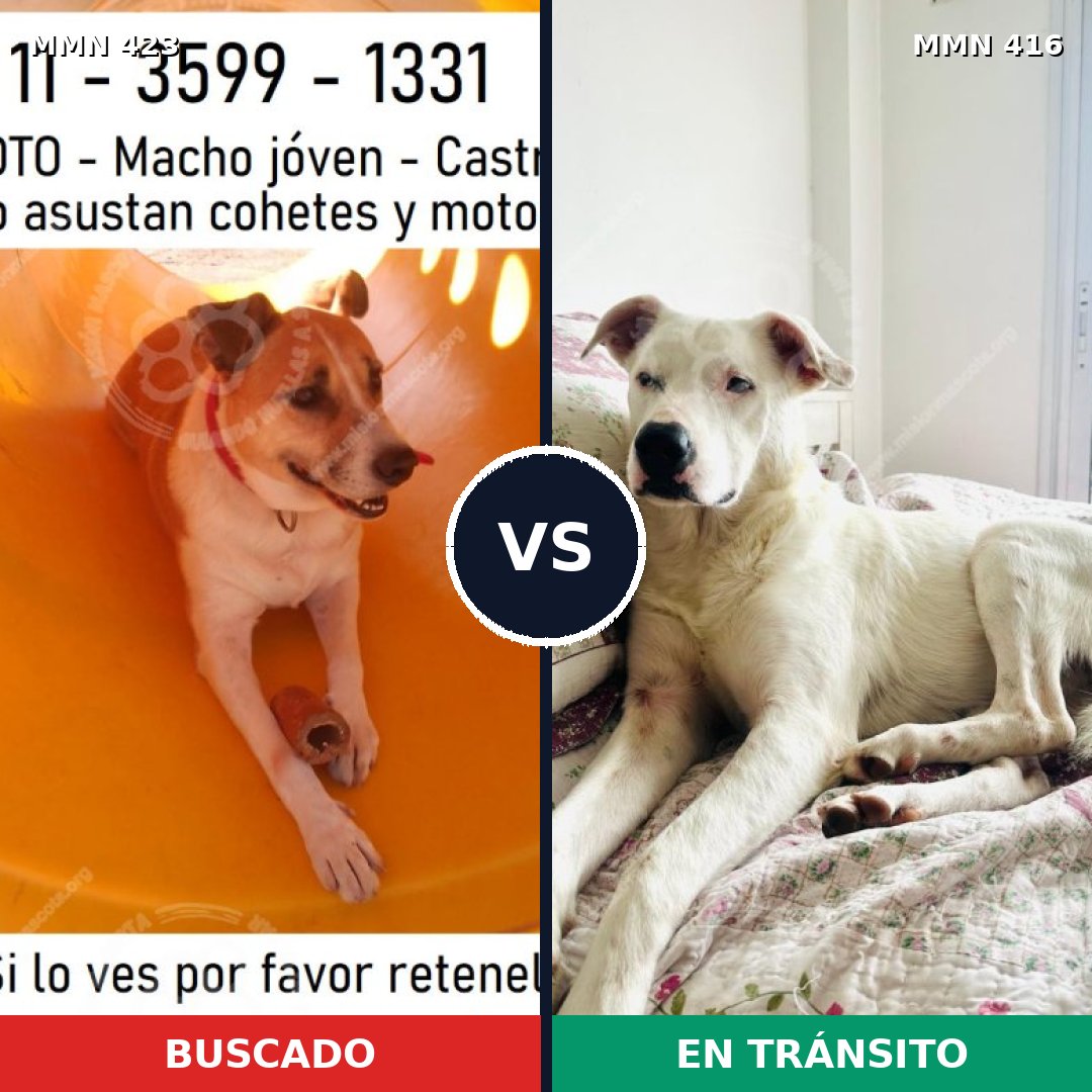 Comparativa MMS 7731: mascota perdida y mascota encontrada, 64% de similitud