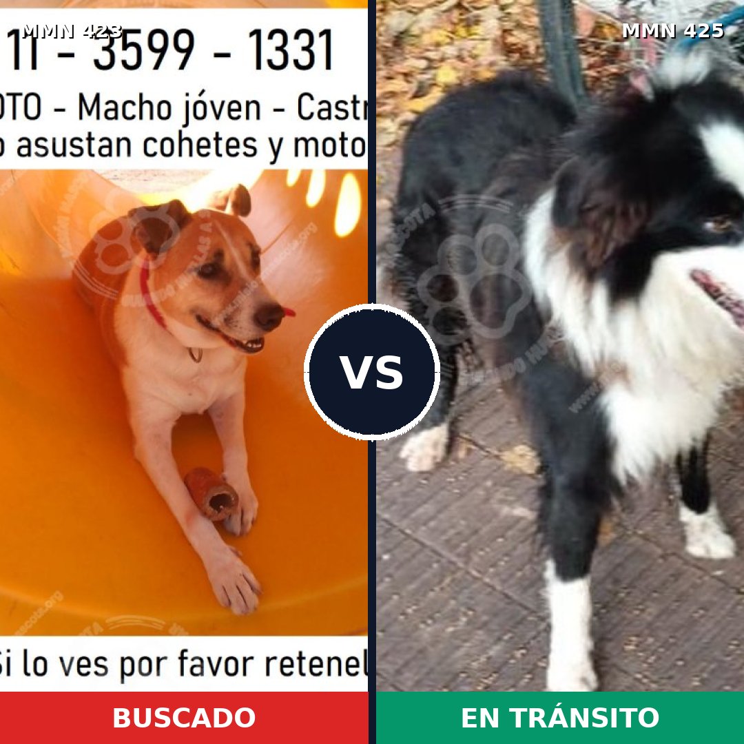 Comparativa MMS 7733: mascota perdida y mascota encontrada, 71% de similitud