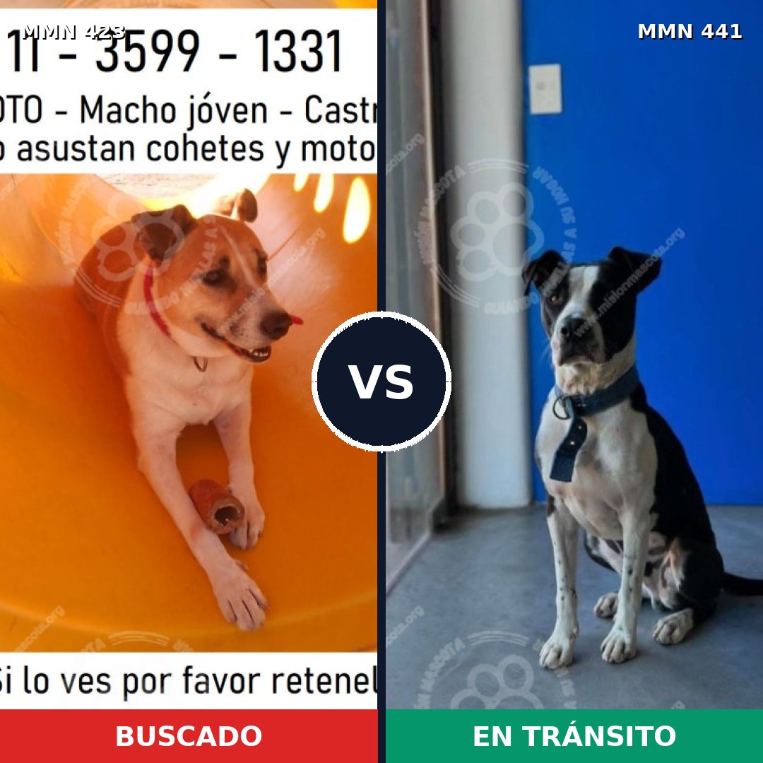 Comparativa MMS 7734: mascota perdida y mascota encontrada, 71% de similitud