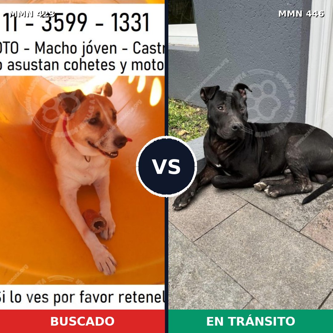 Comparativa MMS 7736: mascota perdida y mascota encontrada, 83% de similitud