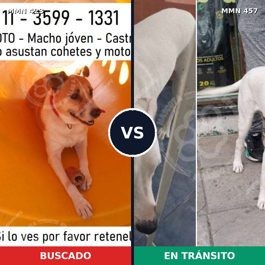 Comparativa MMS 7737: mascota perdida y mascota encontrada, 74% de similitud