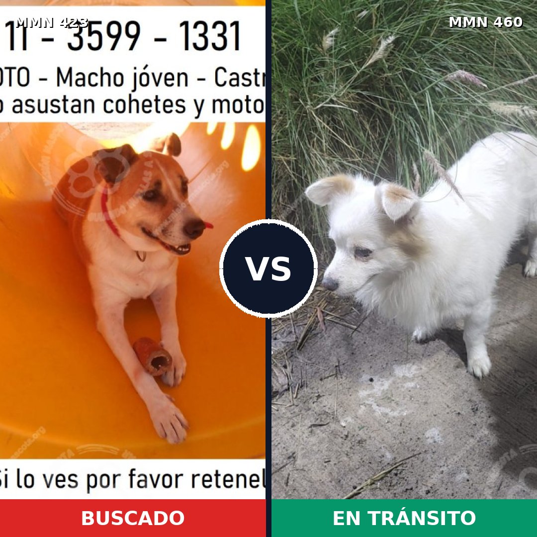 Comparativa MMS 7738: mascota perdida y mascota encontrada, 71% de similitud