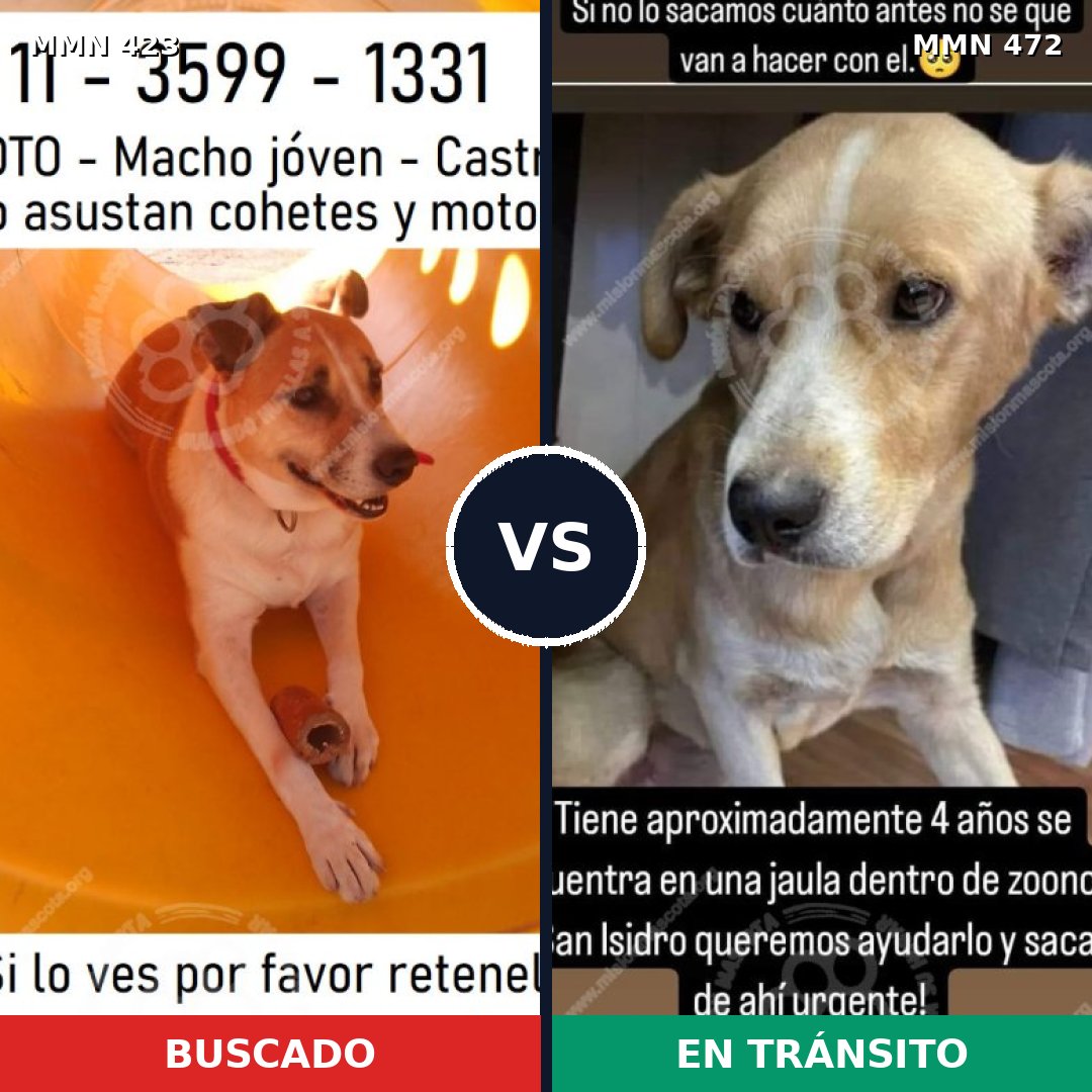 Comparativa MMS 7740: mascota perdida y mascota encontrada, 94% de similitud