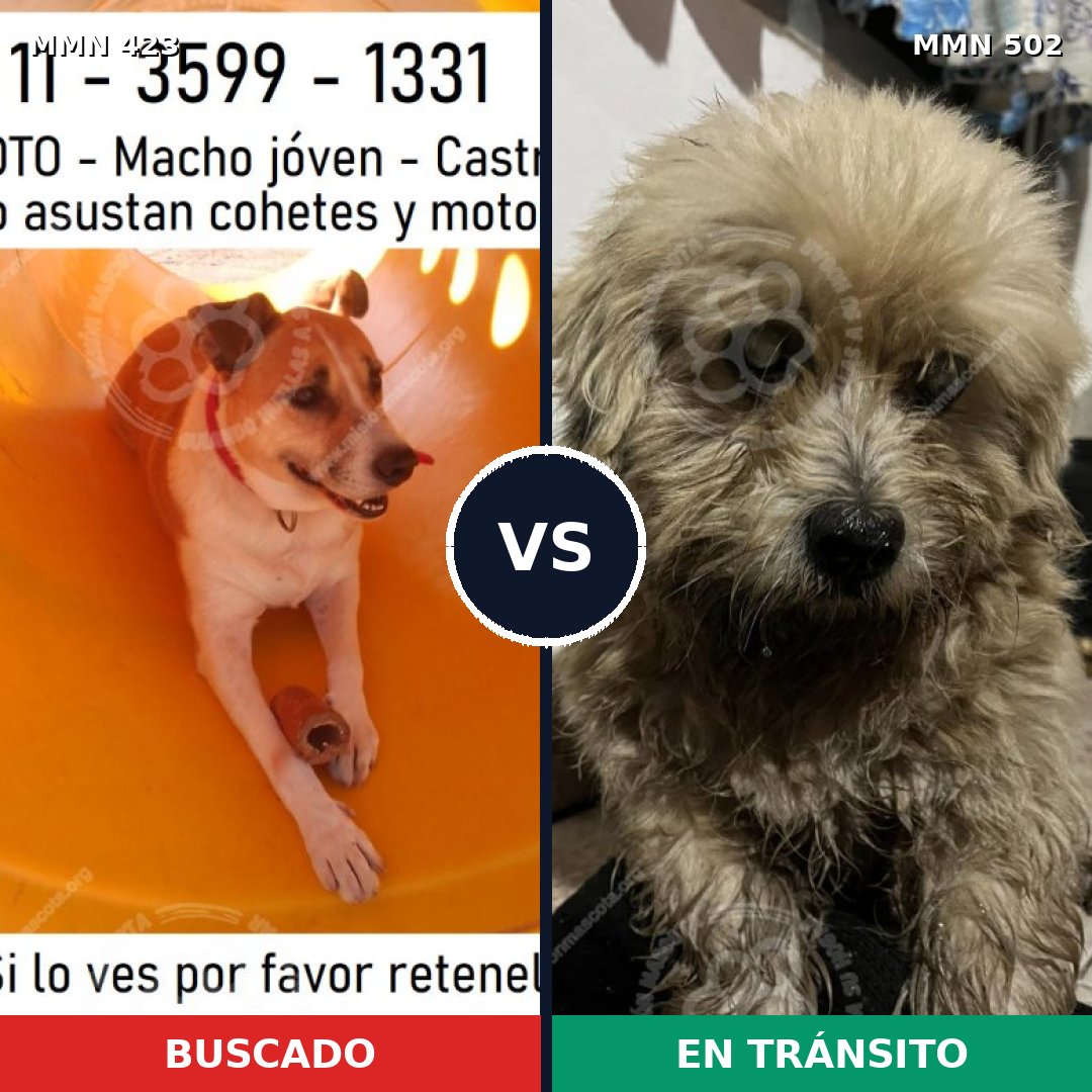 Comparativa MMS 7744: mascota perdida y mascota encontrada, 68% de similitud