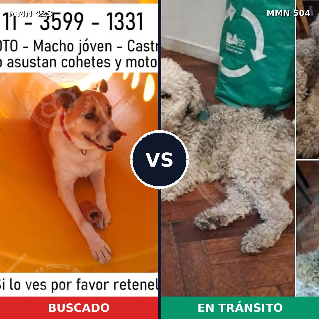 Comparativa MMS 7745: mascota perdida y mascota encontrada, 47% de similitud