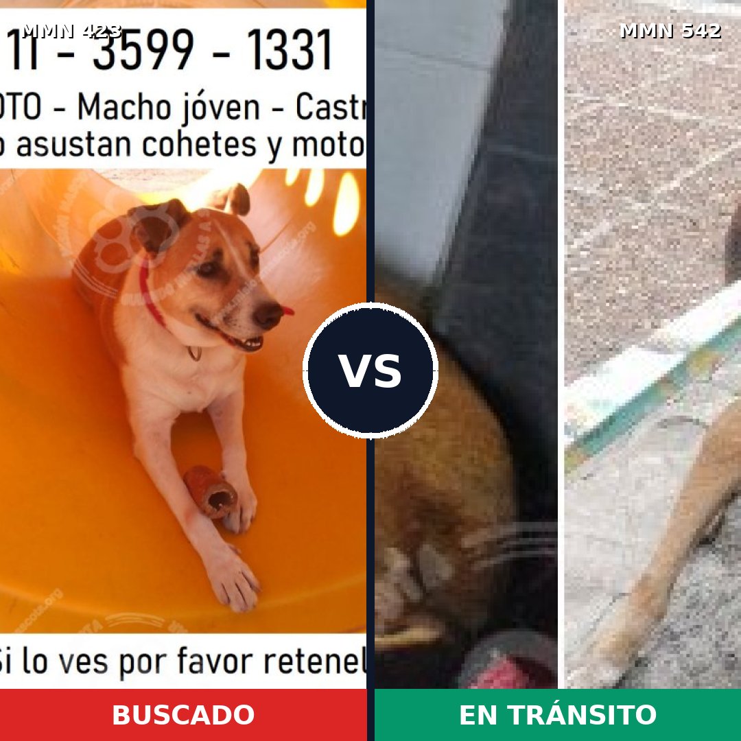 Comparativa MMS 7748: mascota perdida y mascota encontrada, 64% de similitud