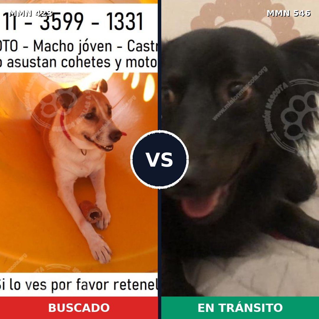 Comparativa MMS 7749: mascota perdida y mascota encontrada, 65% de similitud