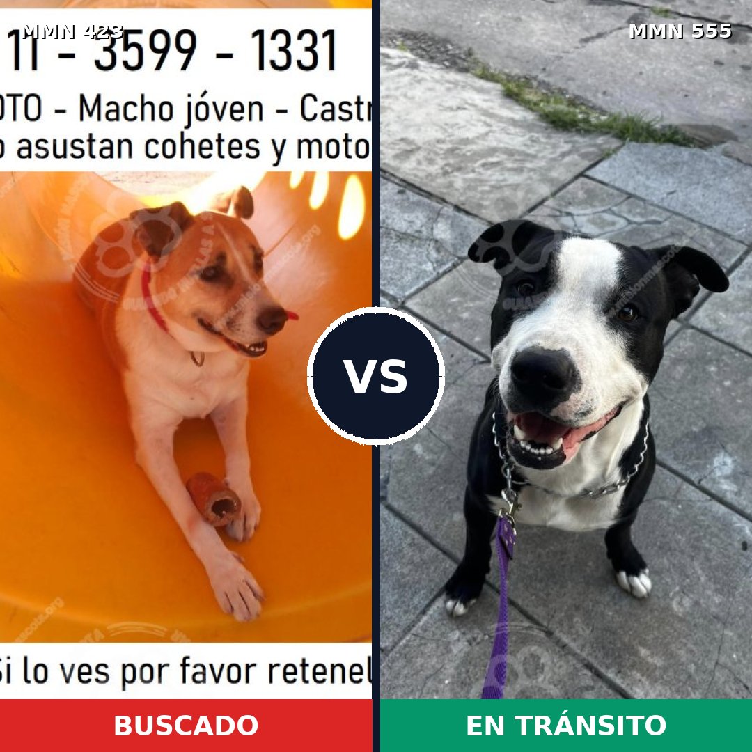 Comparativa MMS 7750: mascota perdida y mascota encontrada, 38% de similitud