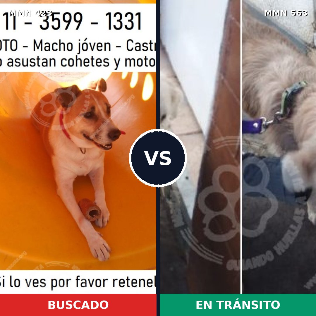 Comparativa MMS 7751: mascota perdida y mascota encontrada, 44% de similitud