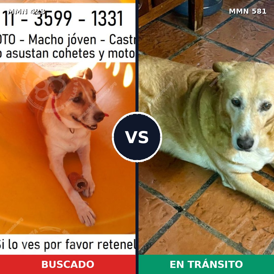 Comparativa MMS 7754: mascota perdida y mascota encontrada, 71% de similitud