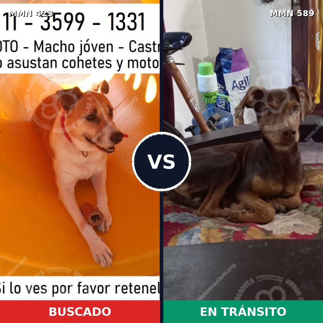 Comparativa MMS 7755: mascota perdida y mascota encontrada, 54% de similitud