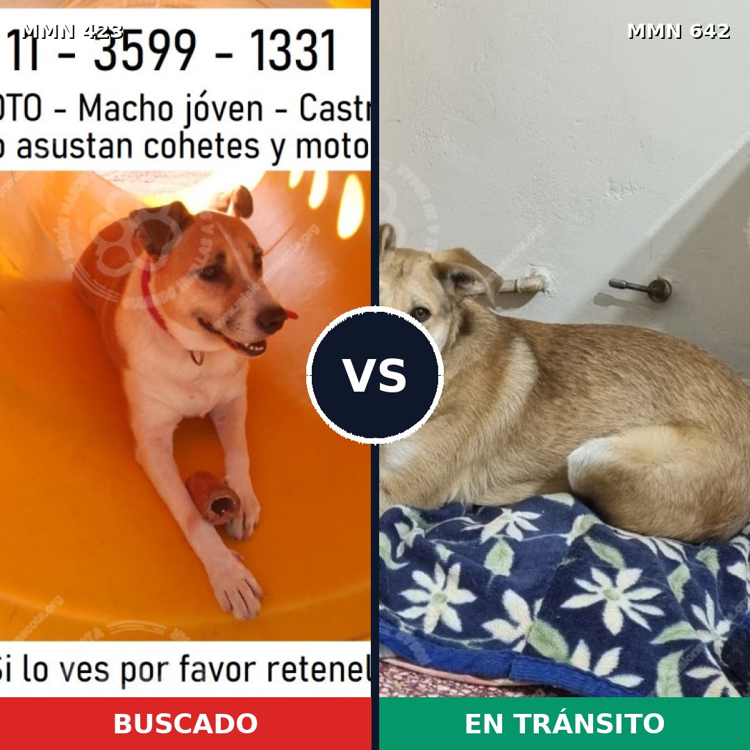 Comparativa MMS 7759: mascota perdida y mascota encontrada, 67% de similitud