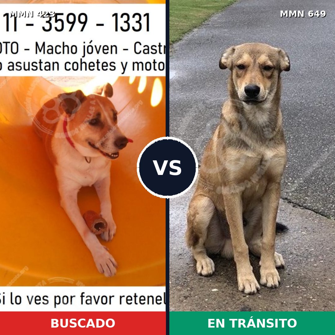 Comparativa MMS 7760: mascota perdida y mascota encontrada, 38% de similitud