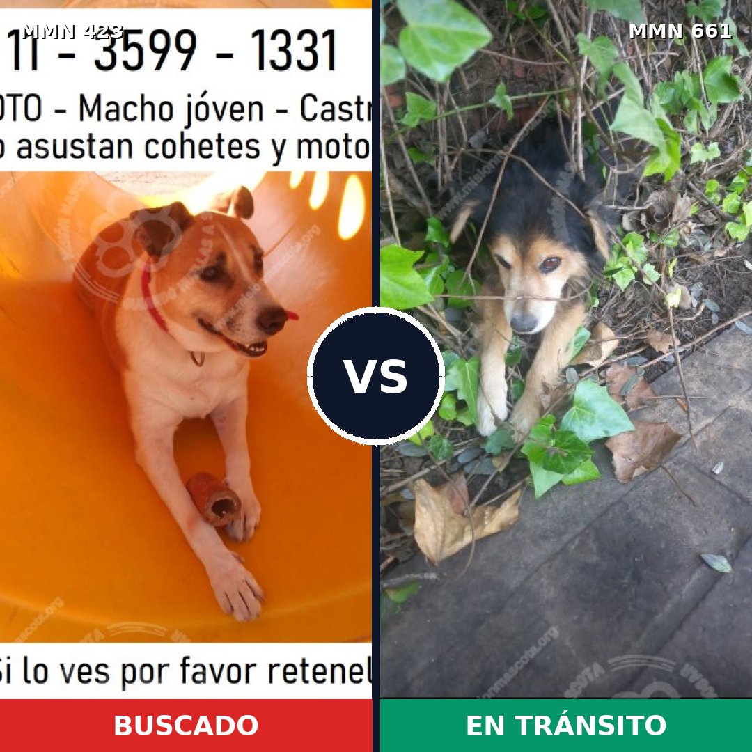 Comparativa MMS 7761: mascota perdida y mascota encontrada, 39% de similitud