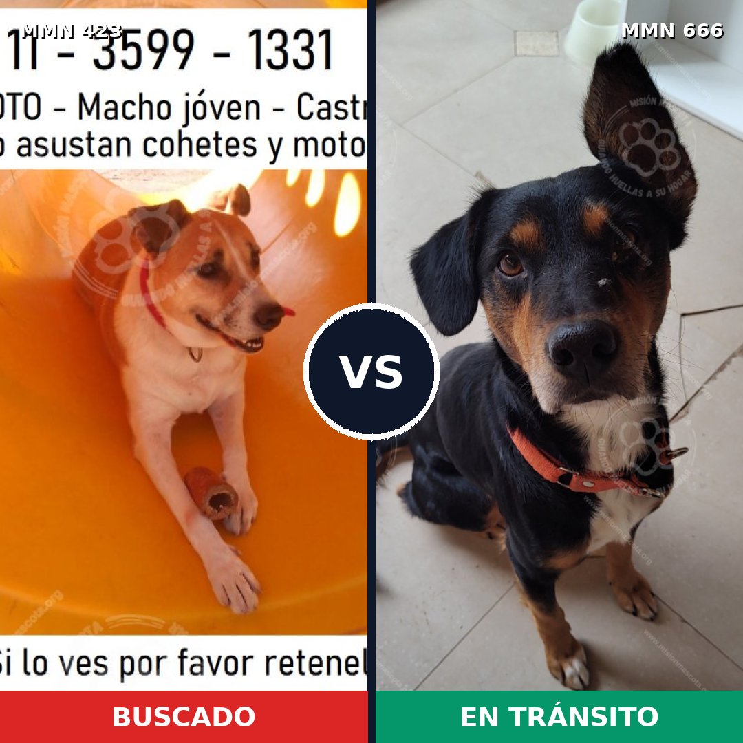 Comparativa MMS 7763: mascota perdida y mascota encontrada, 54% de similitud