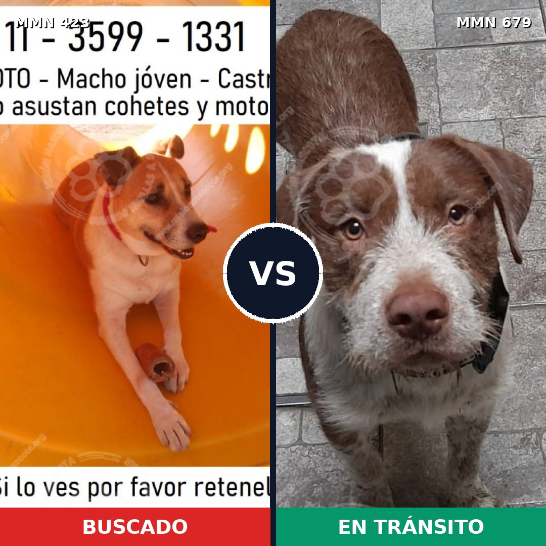 Comparativa MMS 7764: mascota perdida y mascota encontrada, 70% de similitud