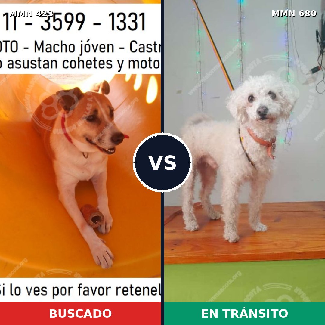 Comparativa MMS 7765: mascota perdida y mascota encontrada, 40% de similitud