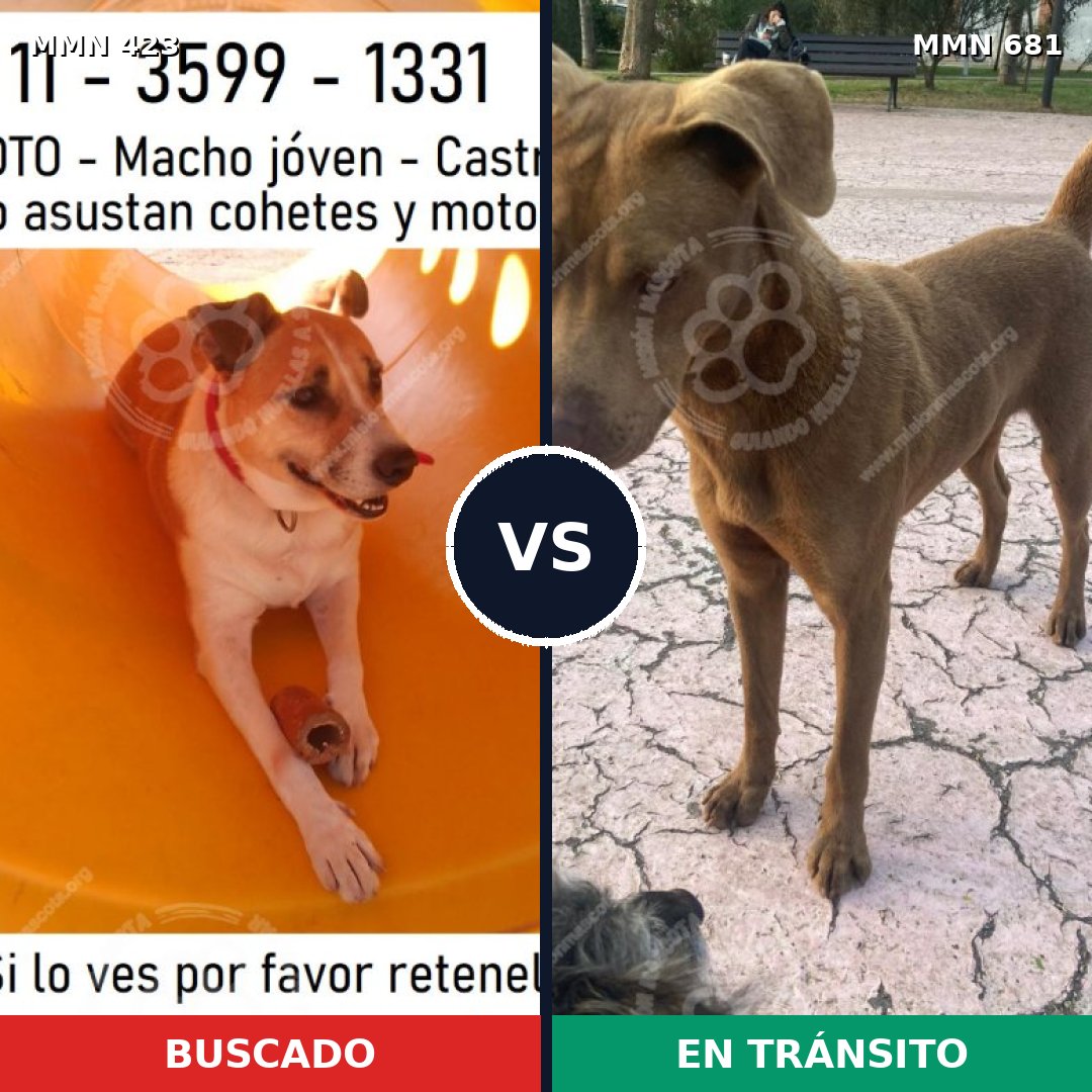 Comparativa MMS 7766: mascota perdida y mascota encontrada, 36% de similitud