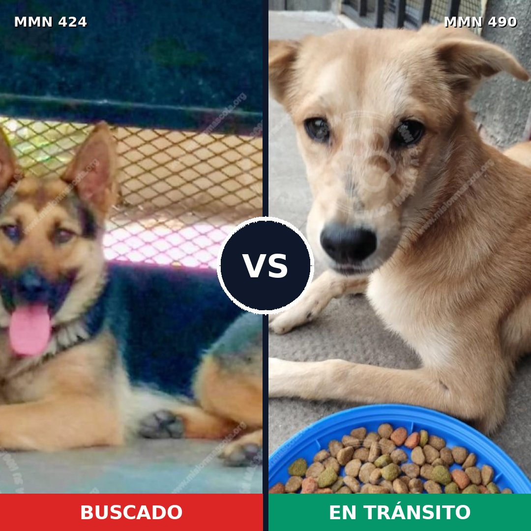 Comparativa MMS 7772: mascota perdida y mascota encontrada, 45% de similitud
