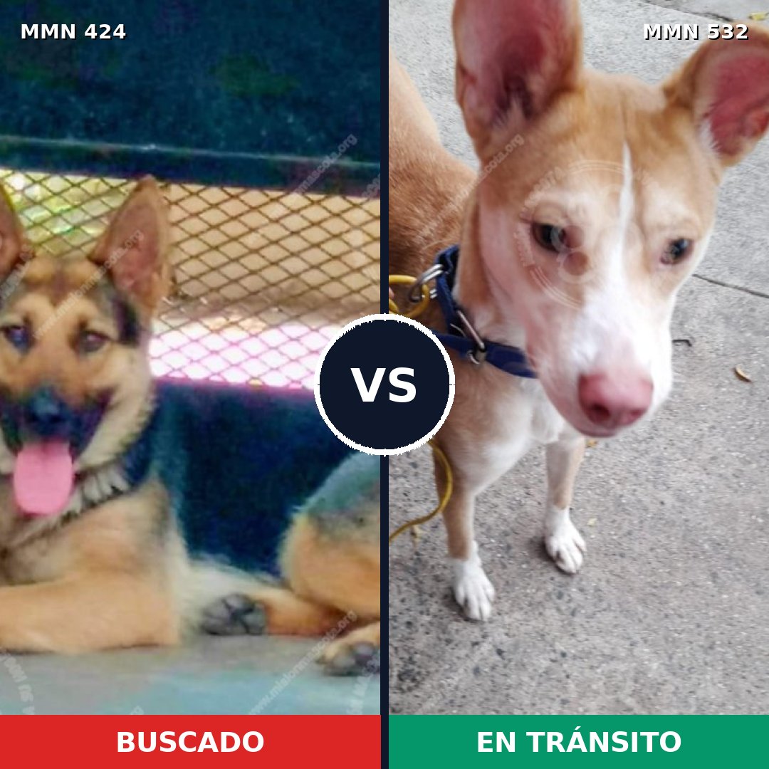 Comparativa MMS 7773: mascota perdida y mascota encontrada, 25% de similitud