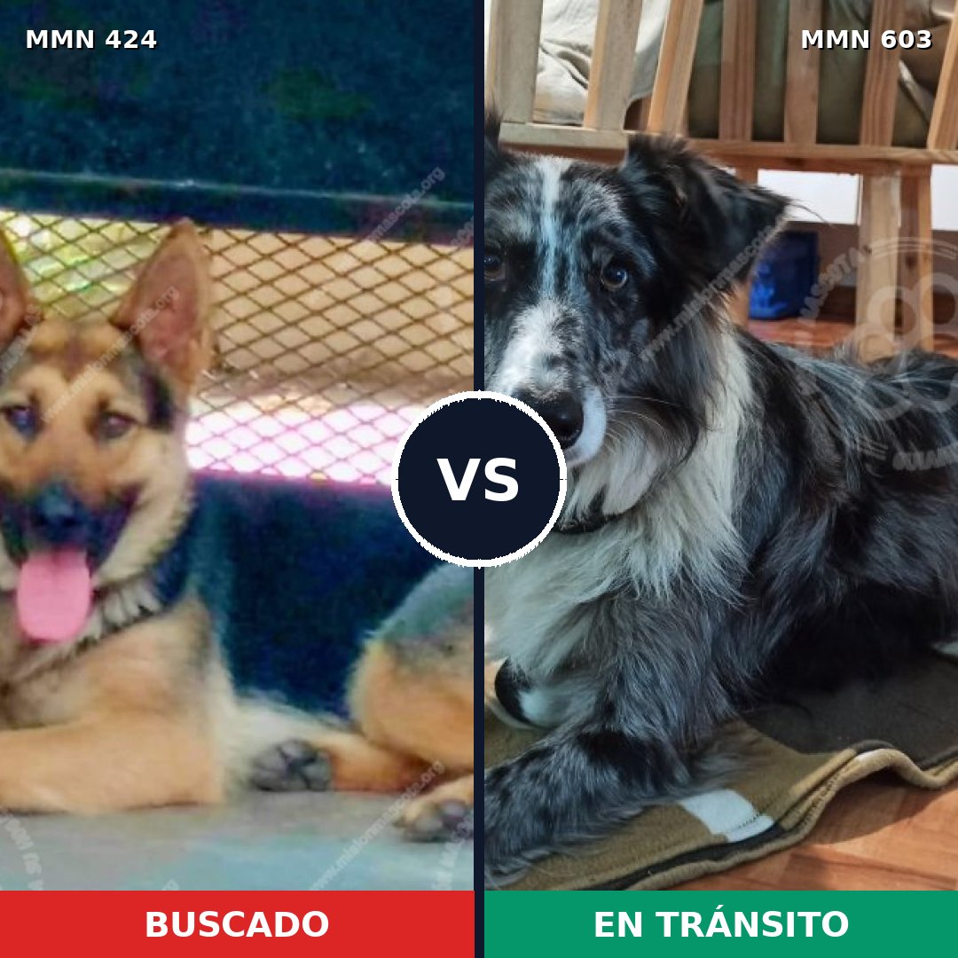 Comparativa MMS 7775: mascota perdida y mascota encontrada, 26% de similitud