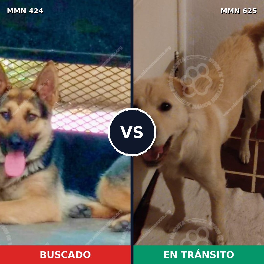 Comparativa MMS 7777: mascota perdida y mascota encontrada, 43% de similitud