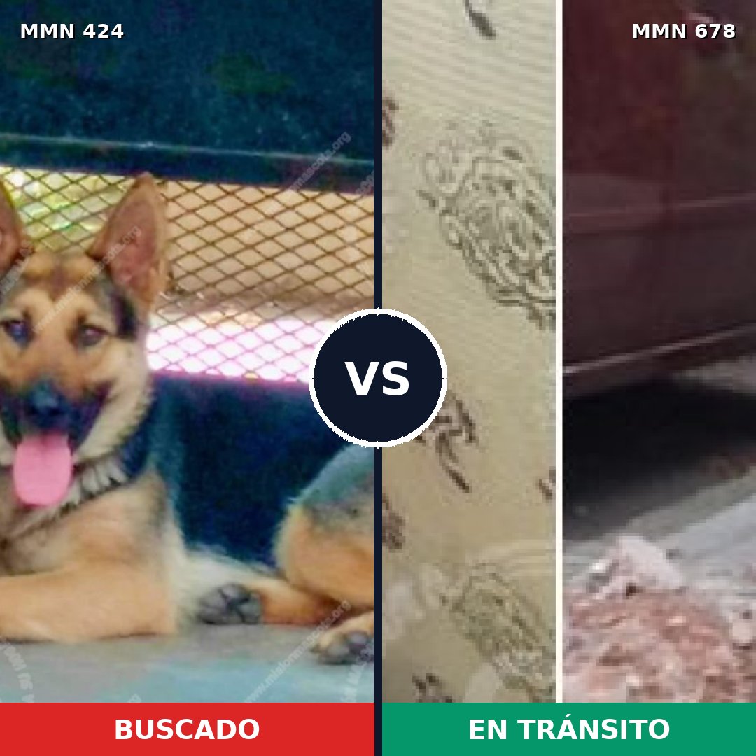 Comparativa MMS 7778: mascota perdida y mascota encontrada, 99% de similitud