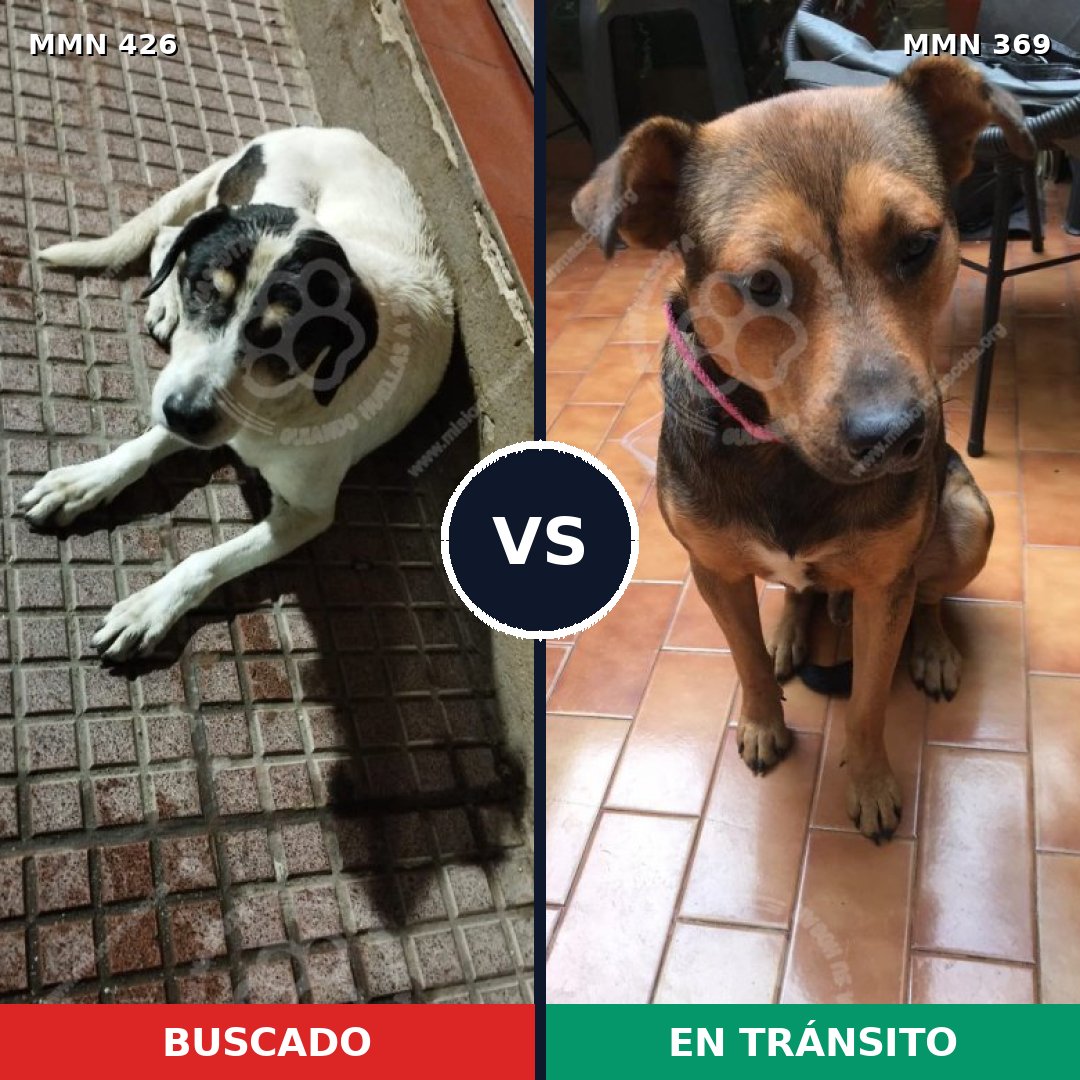 Comparativa MMS 7779: mascota perdida y mascota encontrada, 70% de similitud