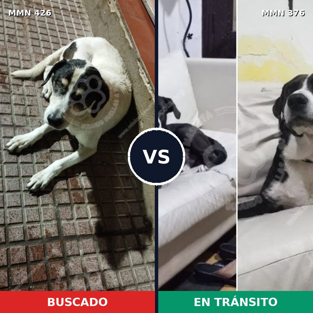 Comparativa MMS 7780: mascota perdida y mascota encontrada, 79% de similitud