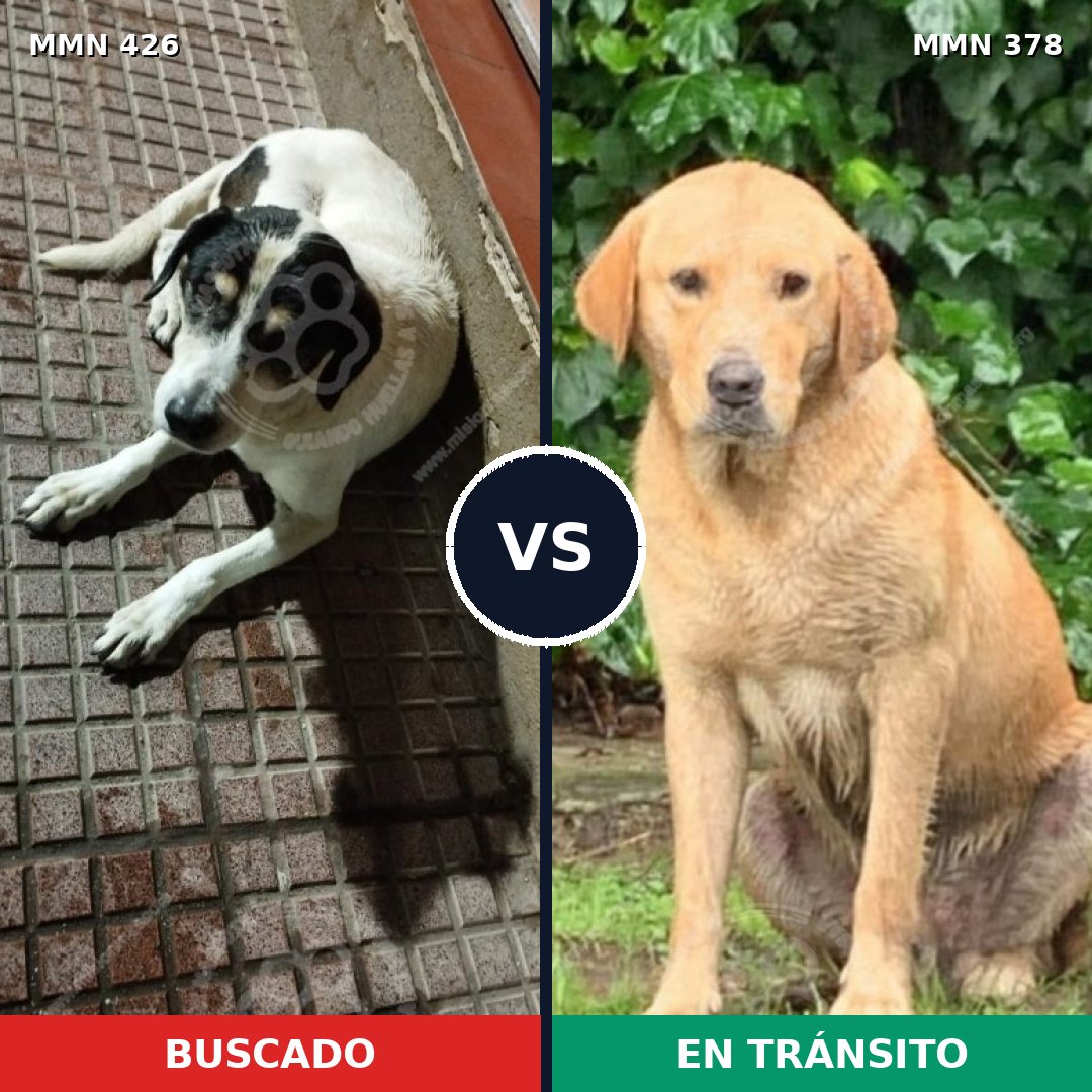 Comparativa MMS 7781: mascota perdida y mascota encontrada, 17% de similitud