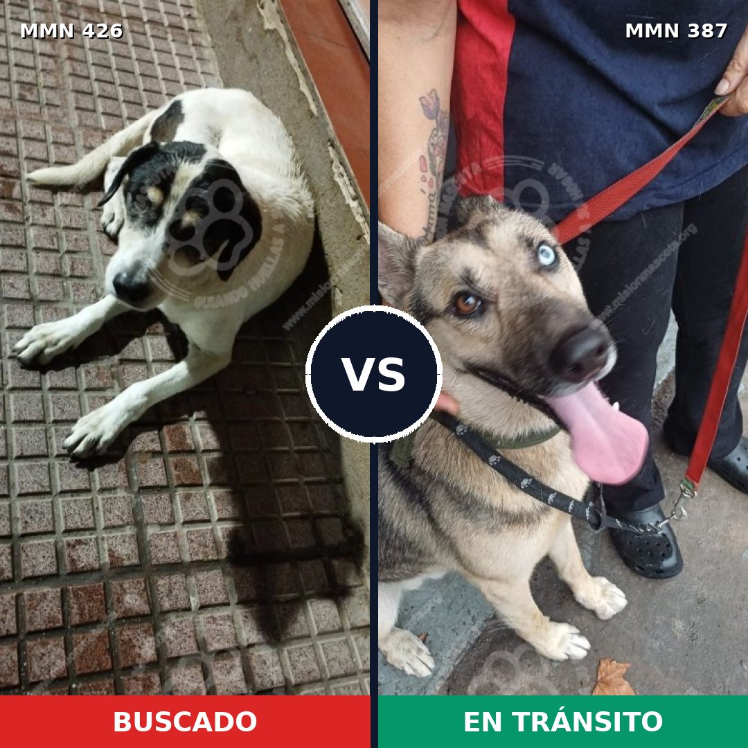 Comparativa MMS 7782: mascota perdida y mascota encontrada, 54% de similitud