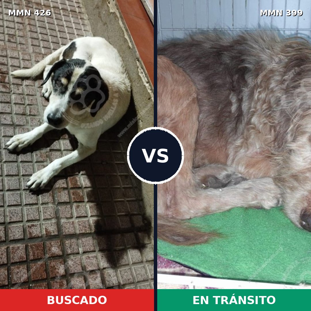 Comparativa MMS 7783: mascota perdida y mascota encontrada, 72% de similitud