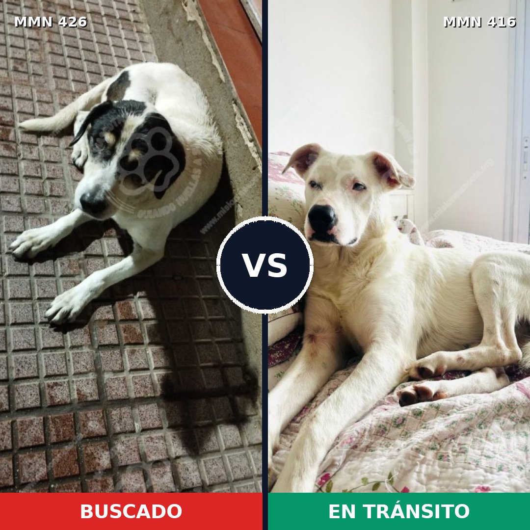 Comparativa MMS 7784: mascota perdida y mascota encontrada, 34% de similitud